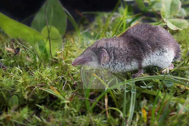 Bicolored White toothed Shrew foraging stock-image by Agami/Theo Douma,