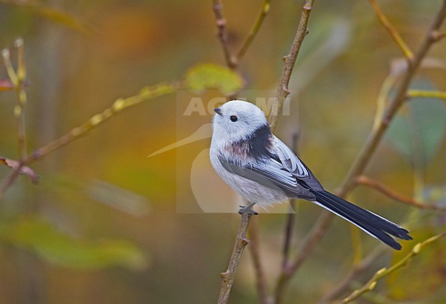 Long-tailed Tit perched at branch, Staartmees zittend op tak stock-image by Agami/Markus Varesvuo,