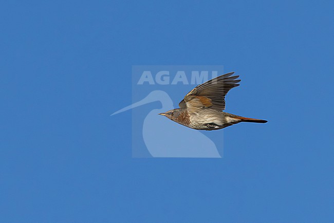 Adult female Red-throated Trush (Turdus ruficollis) in flight, found near Ulaanbaatar in Mongolia stock-image by Agami/Mathias Putze,