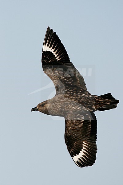 Grote Jager in de vlucht; Great Skua in flight stock-image by Agami/Menno van Duijn,