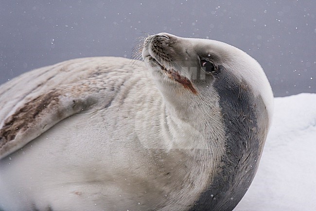 A crabeater seal, Lobodon carcinophaga, resting on the ice, Wilhelmina Bay, Antarctica. Antarctica. stock-image by Agami/Sergio Pitamitz,