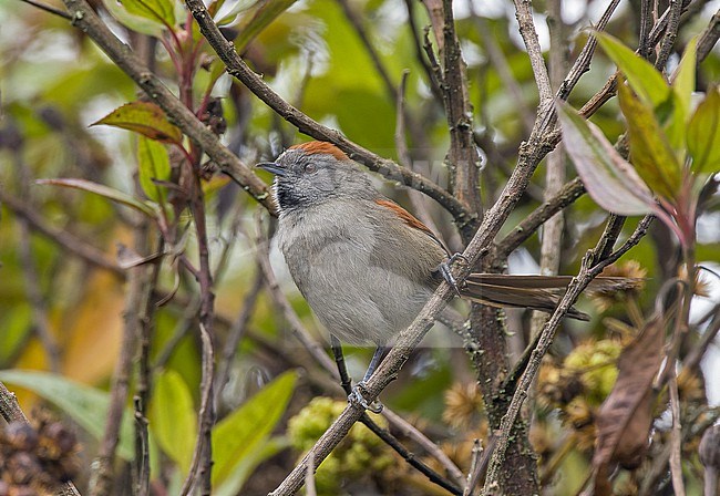 Silvery-throated Spinetail (Synallaxis subpudica) in Colombia. stock-image by Agami/Pete Morris,