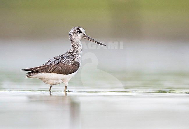 Common Greenshank - Grünschenkel - Tringa nebularia, Germany, adult stock-image by Agami/Ralph Martin,