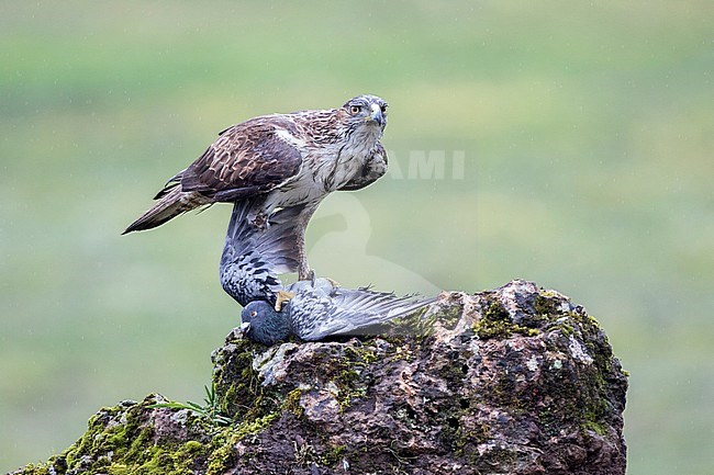 Bonelli's Eagle, Havikarend, Aquila fasciata stock-image by Agami/Oscar Díez,