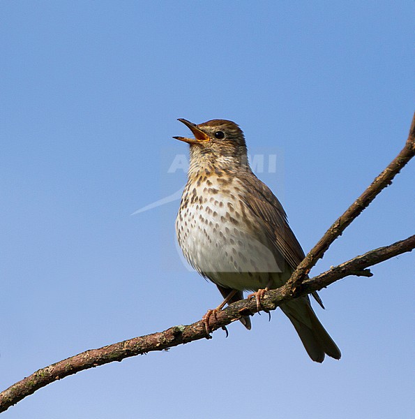 Zingende Zanglijster, Singing Song Thrush stock-image by Agami/Karel Mauer,