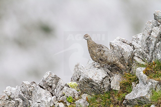 Rock Ptarmigan - Alpenschneehuhn - Lagopus muta ssp. helvetica, Germany, adult male stock-image by Agami/Ralph Martin,