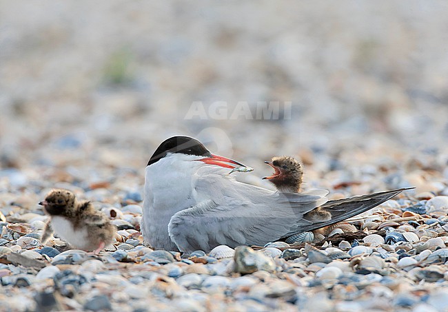 Common Tern (Sterna hirundo) on the Wadden island Texel in the Netherlands. stock-image by Agami/Marc Guyt,