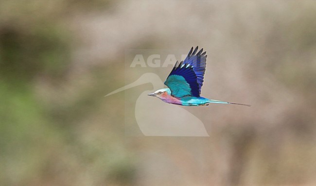 Vorkstaartscharrelaar, Lilac-breasted Roller, Coracias caudatus stock-image by Agami/Marc Guyt,