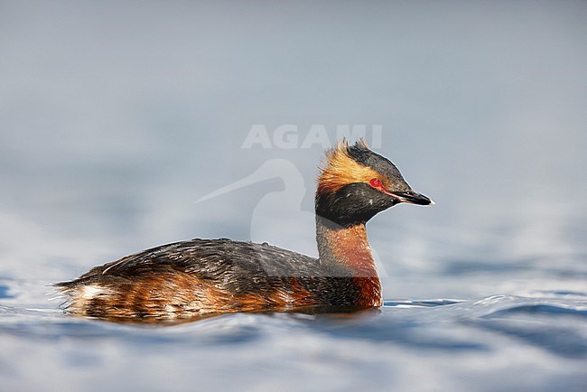 swimming Horned Grebe; stock-image by Agami/Chris van Rijswijk,