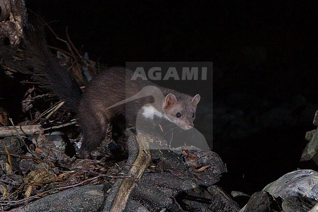 Beech Marten (Martes foina), adult walking on some roots, Campania, Italy stock-image by Agami/Saverio Gatto,