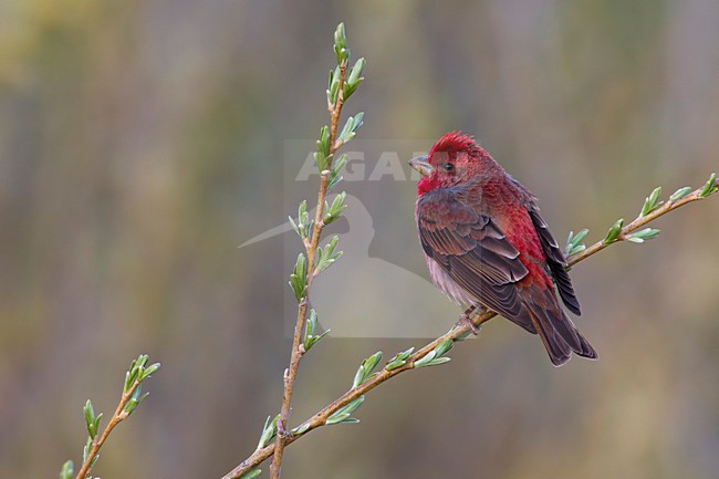 Volwassen mannetje Roodmus; Adult summer Common Rosefinch stock-image by Agami/Daniele Occhiato,
