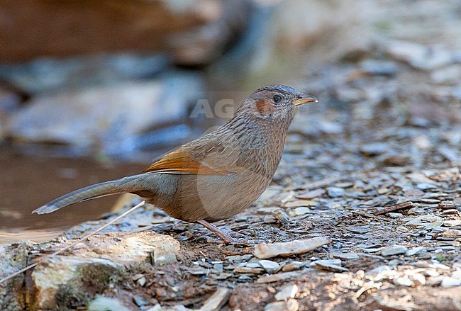Streaked Laughingthrush (Trochalopteron lineatum) standing on the ground in Pangot, India. stock-image by Agami/Marc Guyt,