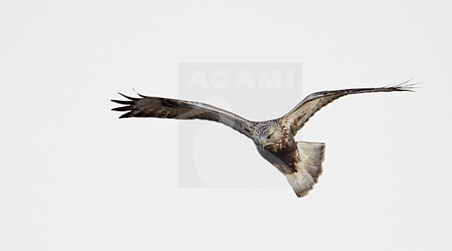 Ruigpootbuizerd in de vlucht; Rough-legged Buzzard in flight stock-image by Agami/Markus Varesvuo,