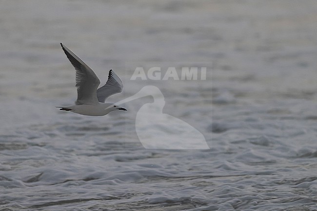 Slender-billed Gull (Chroicocephalus genei) in adult plumage in flight. stock-image by Agami/David Monticelli,