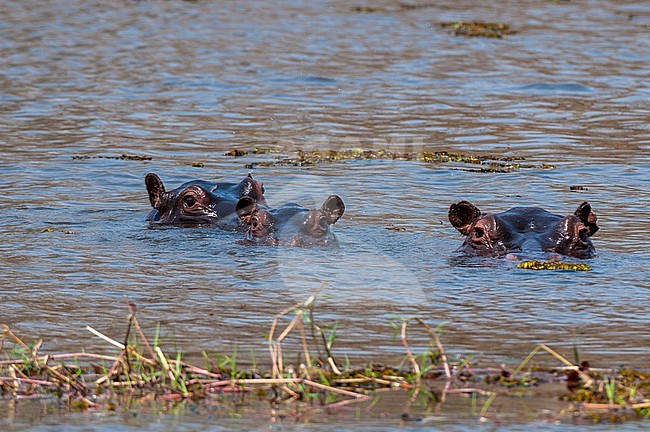 Three hippopotamuses, hippopotamus amphibius, almost completely submerged in water. Okavango Delta, Botswana. stock-image by Agami/Sergio Pitamitz,