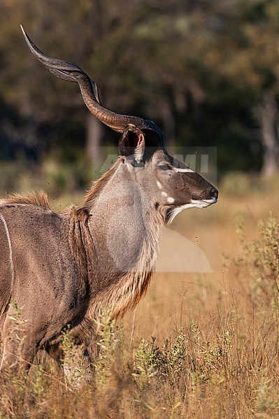 Portrait of a male greater kudu, Tragelaphus strepsinceros. Botswana stock-image by Agami/Sergio Pitamitz,
