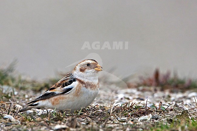 Sneeuwgors; Snow Bunting stock-image by Agami/Rob Olivier,