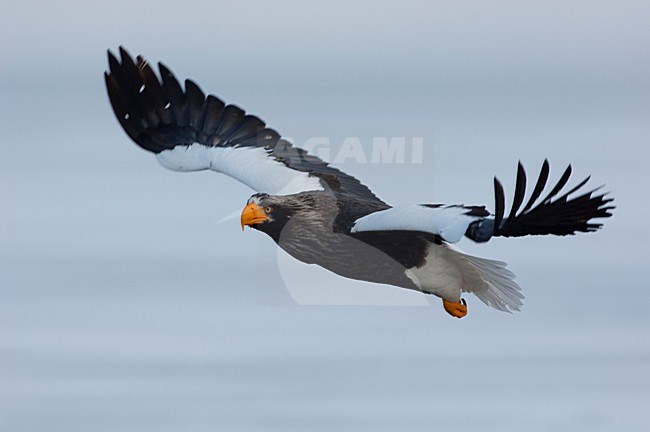 Volwassen Steller-zeearend in vlucht, Adult Steller's Sea-eagle in flight stock-image by Agami/Sergey Gorshkov,