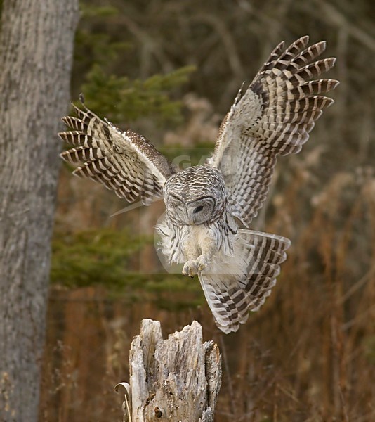 Gestreepte Uil jagend; Barred Owl hunting stock-image by Agami/David Hemmings,
