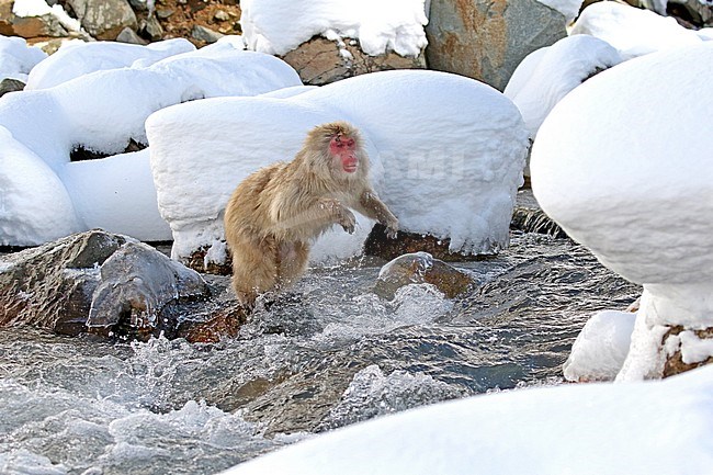 Japanese macaque or Snow Monkey (Macaca fuscata) jumping in the snow stock-image by Agami/Pete Morris,