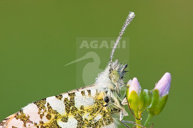 Oranjetipje, Orange Tip stock-image by Agami/Theo Douma,