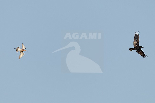  stock-image by Agami/Menno van Duijn,