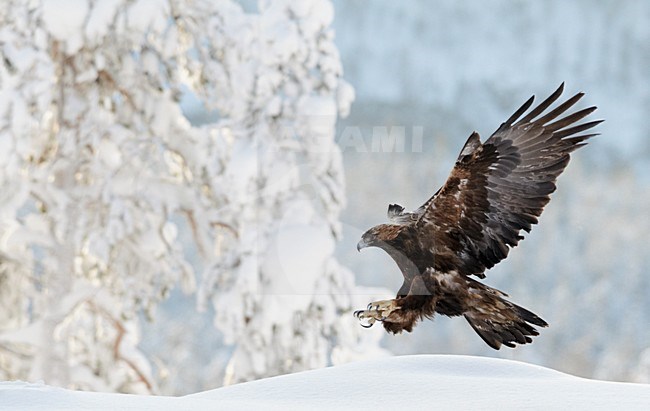Jagende Steenarend in de vlucht; Immature Golden Eagle hunting stock-image by Agami/Markus Varesvuo,
