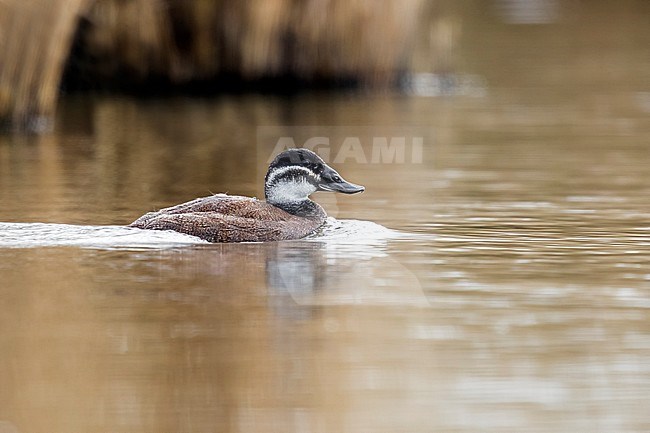Female White-headed Duck swimming in a pool near Kallo, Antwerpen, Belgium. April 2017. stock-image by Agami/Vincent Legrand,