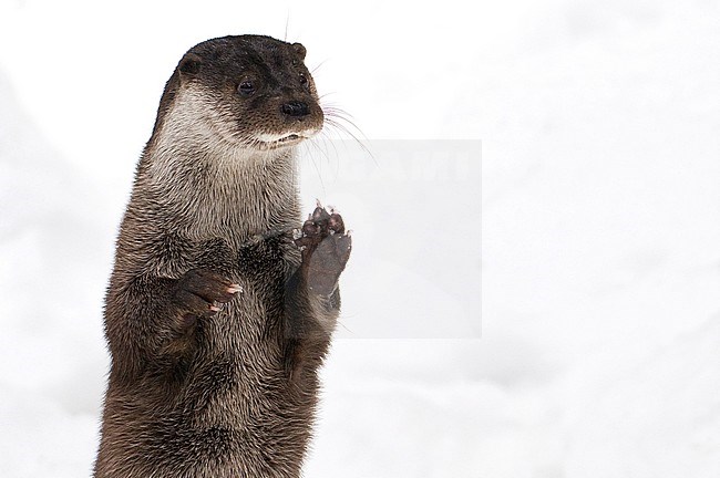 European Otter (Lutra Lutra) playing in the snow stock-image by Agami/Han Bouwmeester,