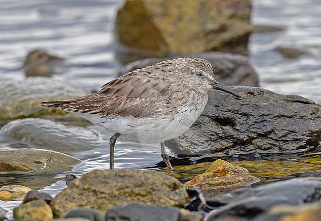 Wintering White-rumped Sandpiper (Calidris fuscicollis) in Patagonia, Argentina. stock-image by Agami/Pete Morris,