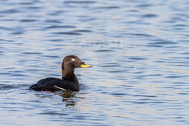 Grote Zee-eend, Velvet Scoter, Melanitta fusca adult male swimming and feeding on fresh water lake in morning light stock-image by Agami/Menno van Duijn,