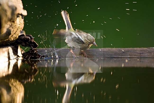 Vrouwtje Vink bij drinkplaats; Female Common Chaffinch at drinking site stock-image by Agami/Marc Guyt,