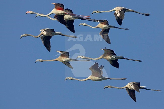 Groep Flamingo\'s in de vlucht; Group of Greater Flamingos in flight stock-image by Agami/Daniele Occhiato,