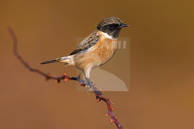 Male European Stonechat (Saxicola rubicola) in Italy. stock-image by Agami/Daniele Occhiato,