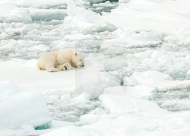 Polar bear (Ursus maritimus) cub sleeping on ice stock-image by Agami/Roy de Haas,