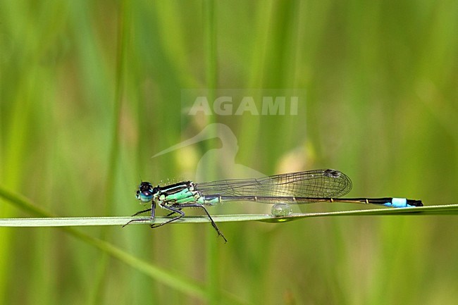 Lantaarntje; Common Bluetail stock-image by Agami/Rob Olivier,