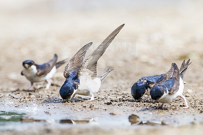 Huiszwaluw, Common House Martin, Delichon urbicum flock gathering mud for their nests stock-image by Agami/Menno van Duijn,