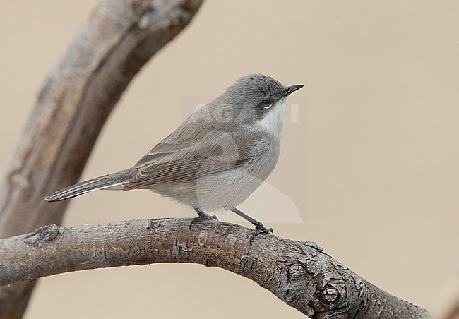 Desert Lesser Whitethroat (possible) stock-image by Agami/Mike Danzenbaker,