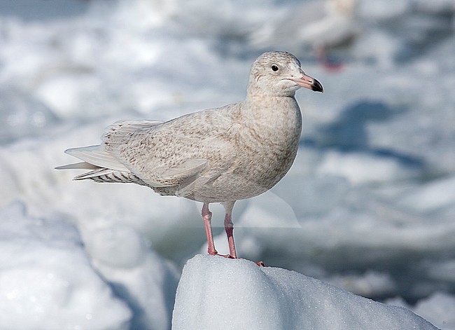 Glaucous Gull (Larus hyperboreus) wintering on Hokkaido in Japan. Immature standing on a ice flow off the coast. stock-image by Agami/Marc Guyt,