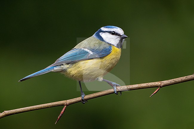 Blue Tit, Cyanistes caeruleus stock-image by Agami/Hans Germeraad,