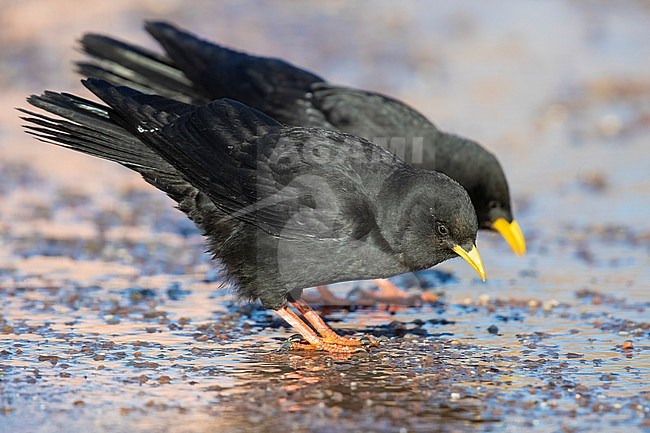 Alpine Chough (Pyrrhocorax graculus), side view of two birds drinking water stock-image by Agami/Saverio Gatto,
