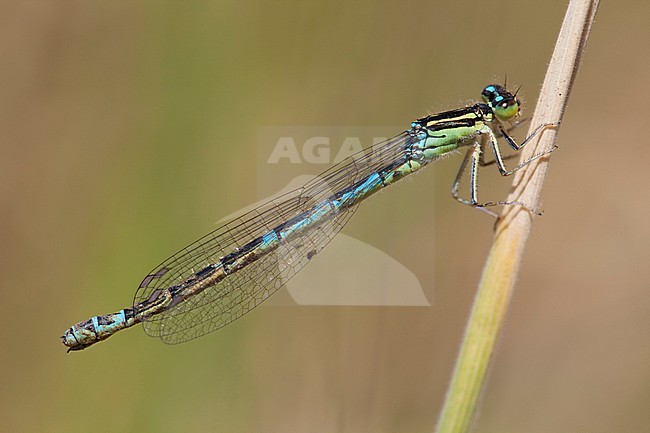 Imago Gaffelwaterjuffer; Adult Dainty Bluet; Adult Dainty Damselfly stock-image by Agami/Fazal Sardar,