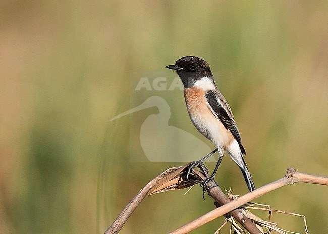 Male White-tailed Stonechat (Saxicola leucurus) near Bagan in Myanmar. stock-image by Agami/Laurens Steijn,