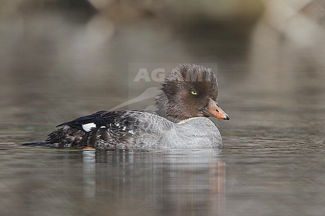 Barrow's Goldeneye (Bucephala islandica) swimming on a pond in the Okanagan Valley, BC, Canada. stock-image by Agami/Glenn Bartley,