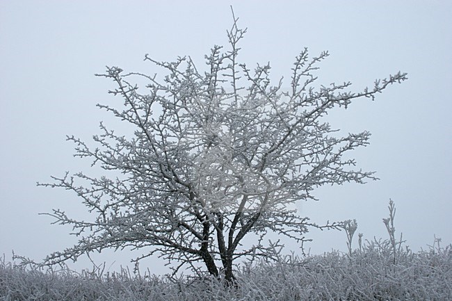 Winters duinlandschap in Berkheide; Berkheide in winter stock-image by Agami/Menno van Duijn,