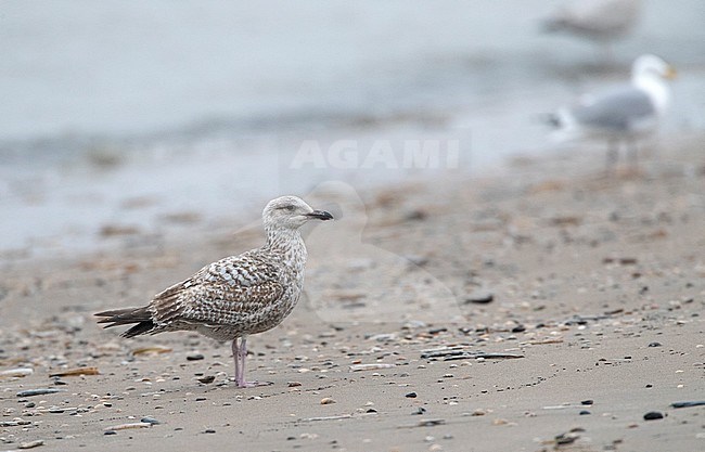 Second calender year European Herring Gull (Larus argentatus) in the Netherlands. Standing on the beach of Katwijk. stock-image by Agami/Marc Guyt,