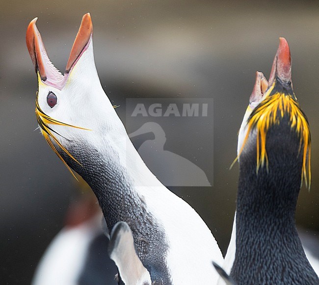 Pair of Royal Penguins (Eudyptes schlegeli) in courthsip on Macquarie islands, Australia stock-image by Agami/Marc Guyt,