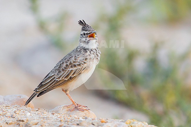 Crested Lark, Adult singing, Salalah, Dhofar, Oman stock-image by Agami/Saverio Gatto,