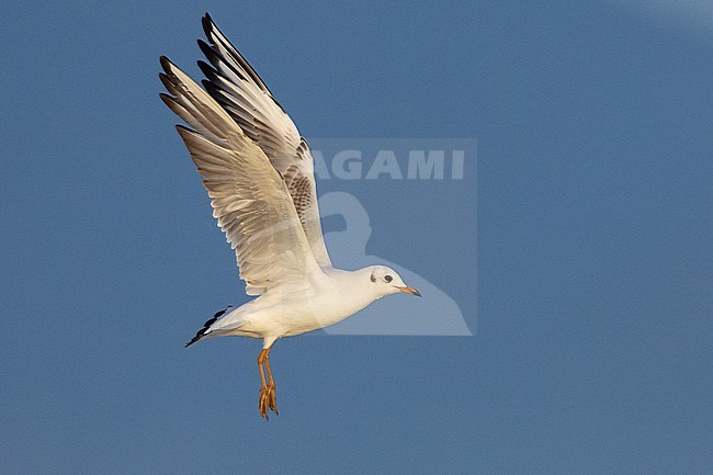 Black-heade Gull (Chroicocephalus ridibundus), sied view of a juvenile in flight, Campania, Italy stock-image by Agami/Saverio Gatto,