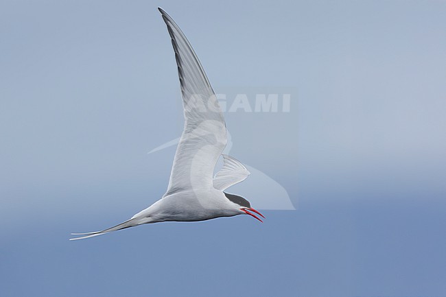 Arctic Tern (Sterna paradisaea), side view of an adult in flight, Southern Region, Iceland stock-image by Agami/Saverio Gatto,